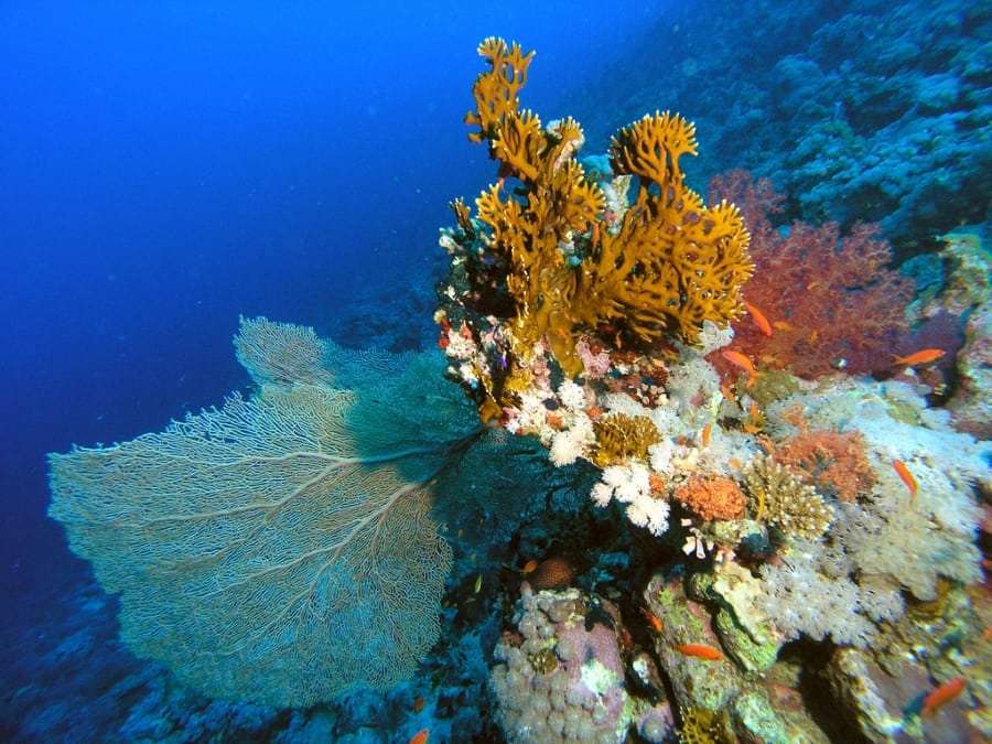 Сколько стоит дайвинг в Египте