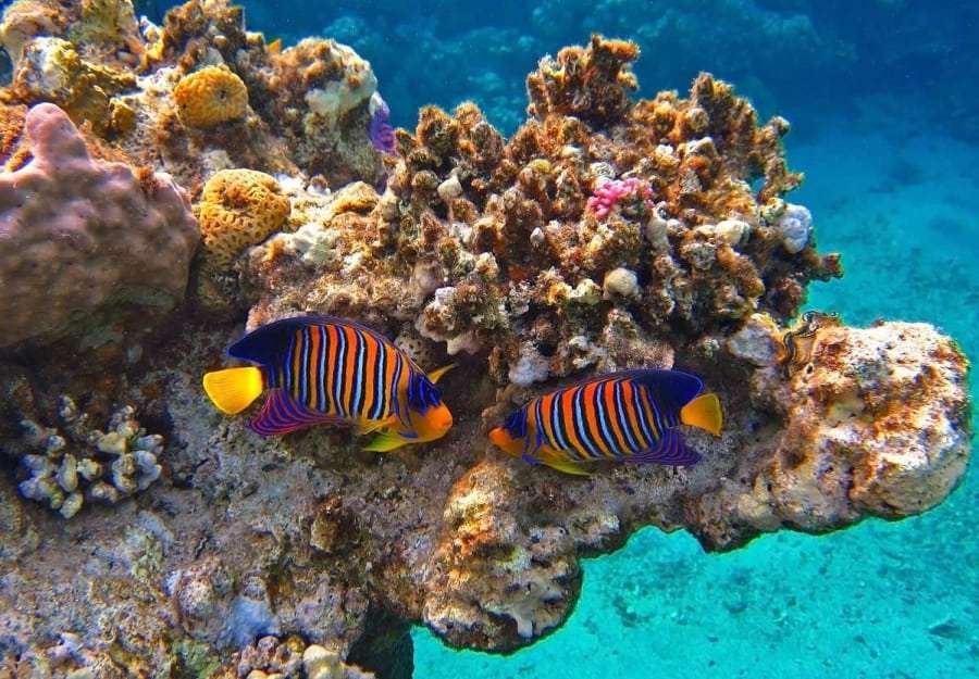 Глубины Красного моря