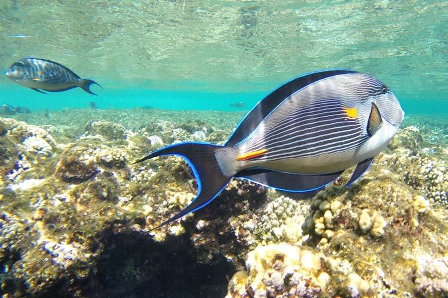 Горящие путевки в Египет из Одессы: цены