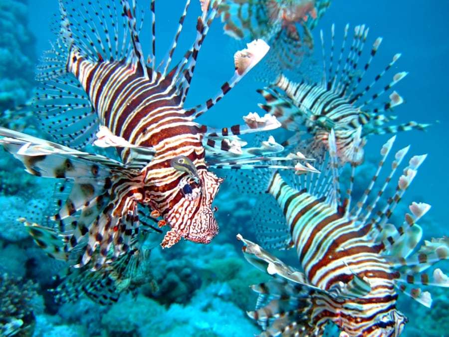 Обитатели Красного моря