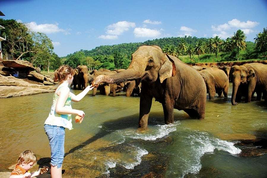 Шри-Ланка - туры на двоих