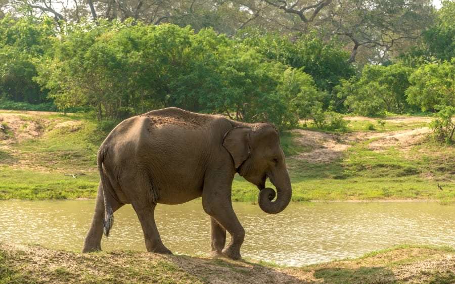 Туры в Шри-Ланку из Харькова