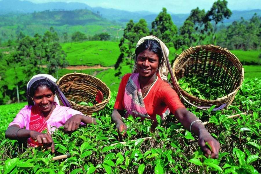 Туры в Шри-Ланку