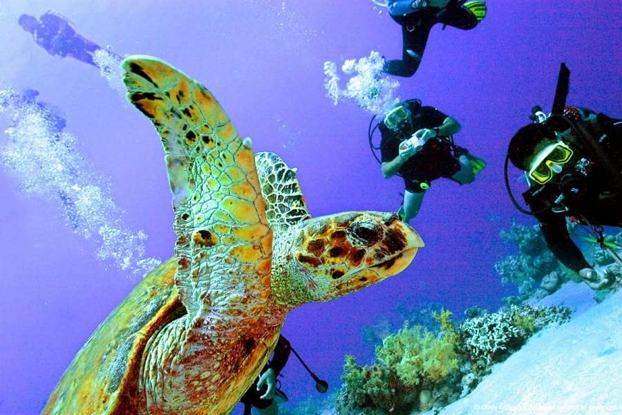 Черепаха и дайверы