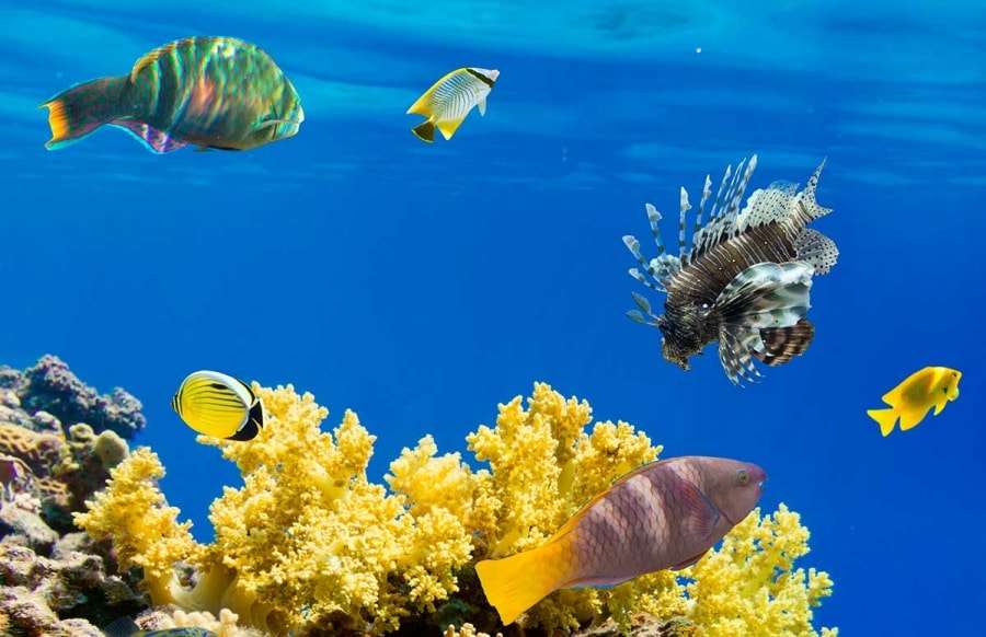 Экскурсии: Хургада, цены