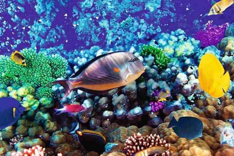 Хургада или Шарм в июле