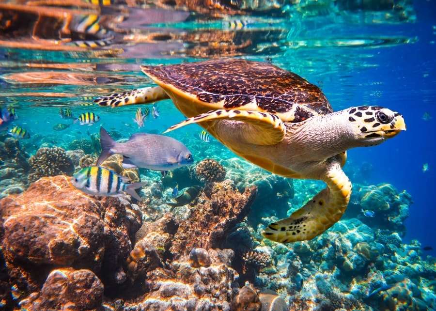 Мальдивы - что нужно знать