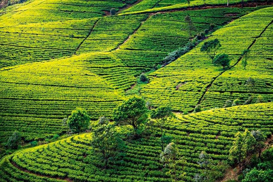 Шри-Ланка: туры, Одесса