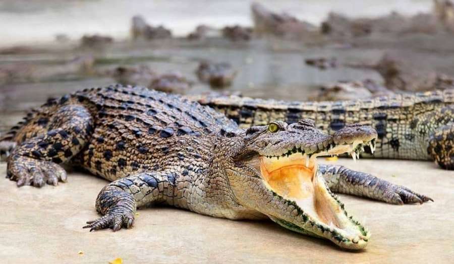 Стоимость эскурсий на Пхукете