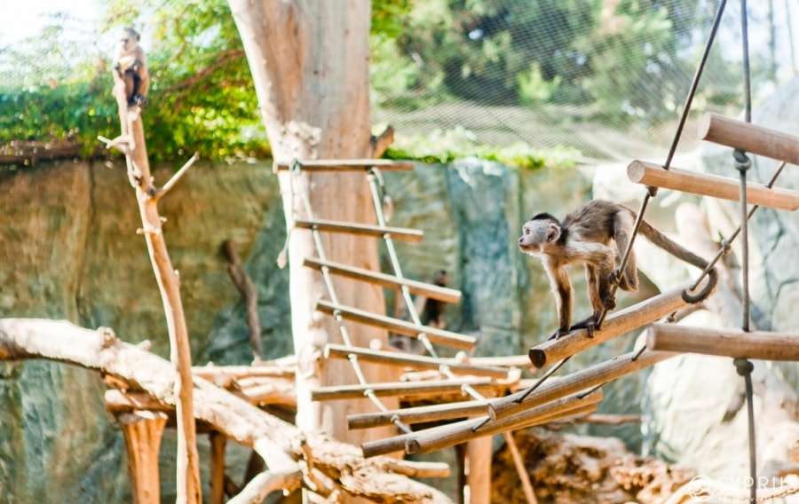 Кипр, зоопарк, Лимассол