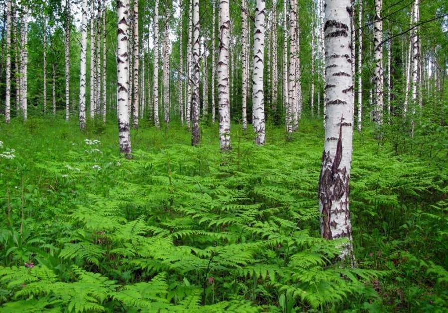 Погода в Финляндии летом