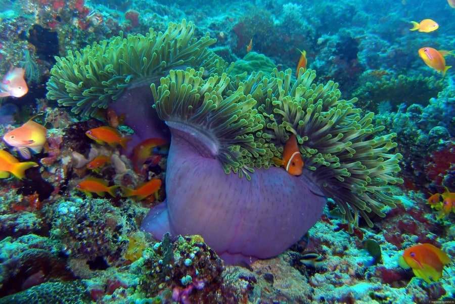 Рас-Мохаммед, экскурсия