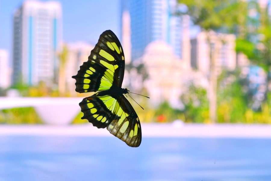 Шарджа - достопримечательности, фото