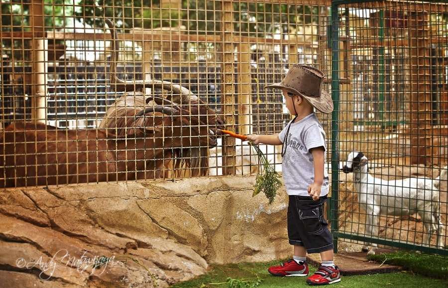 Шарджа: отдых с детьми