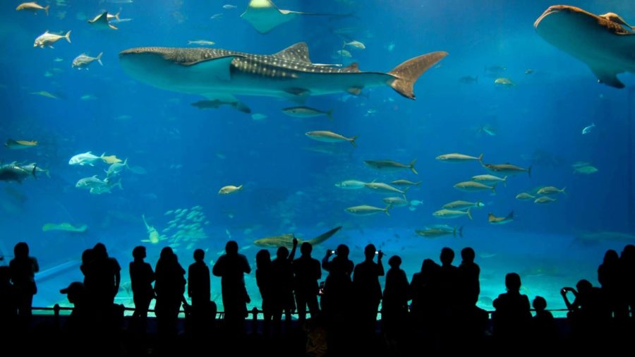 Гранд Аквариум Хургада