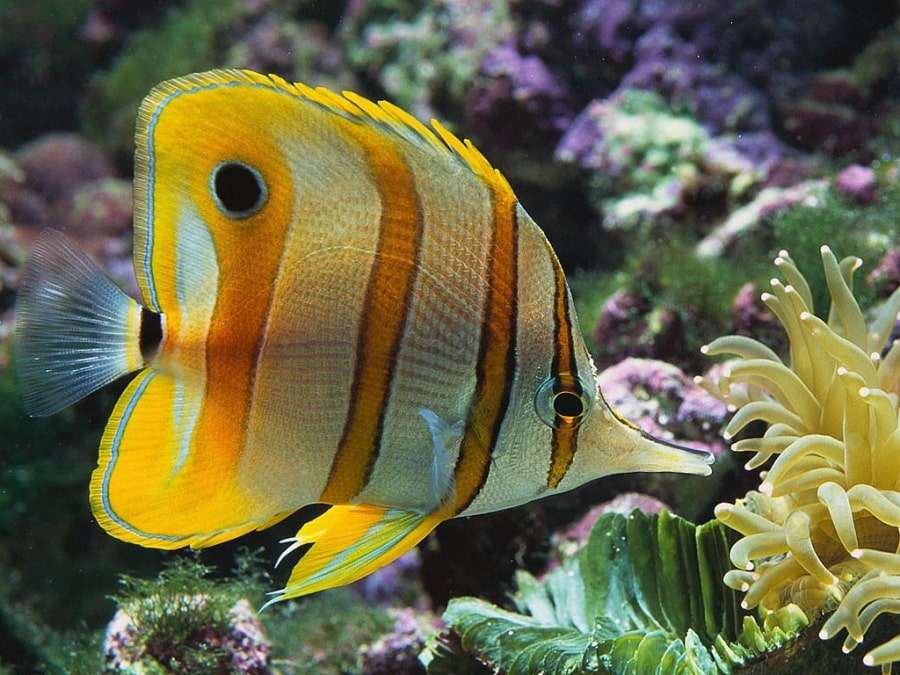 Рыба в Красном море